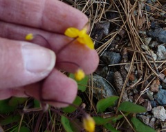 Vancouveria chrysantha
