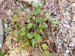 Vancouveria chrysantha