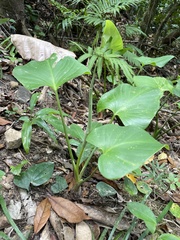 Homalomena philippinensis