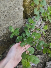 Glechoma hederacea