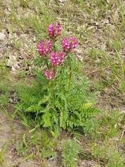 Pedicularis dasystachys