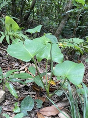 Homalomena philippinensis