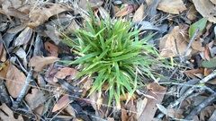 Dichanthelium commutatum