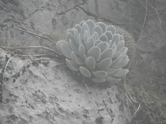Echeveria simulans