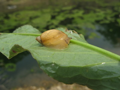 Succinea lauta