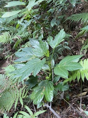 Osmoxylon pectinatum