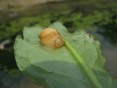 Succinea lauta