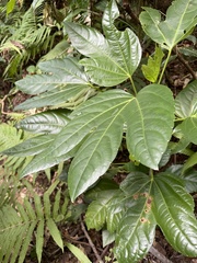 Osmoxylon pectinatum