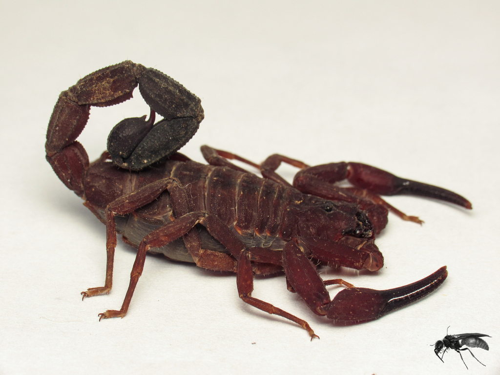 Tityus antioquensis