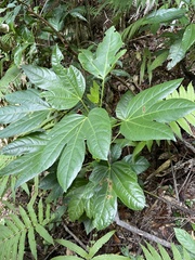 Osmoxylon pectinatum