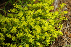 Sedum annuum