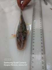 Platysilurus mucosus