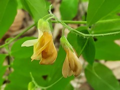 Vicia crocea
