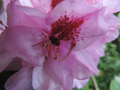 Dasylobus graniferus
