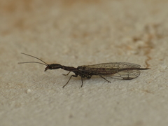 Harraphidia laufferi