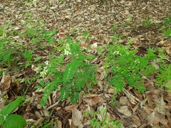 Vicia abbreviata