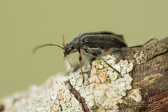 Cortodera femorata