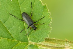 Cortodera femorata