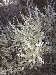 Leucophyllum candidum