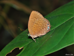 Arhopala aurea