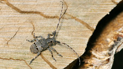 Mesosa curculionoides