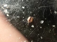 Carnus hemapterus