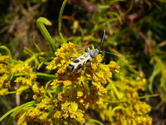 Tanyochraethes tildeni