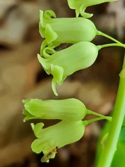 Polygonatum orientale