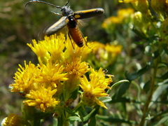 Crossidius suturalis melanipennis