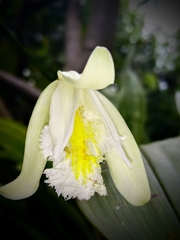 Sobralia fragrans