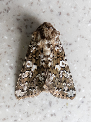 Hadena variolata