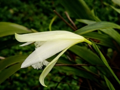 Sobralia fragrans