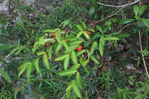 Malpighia urens (Malpighia urens)