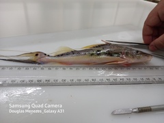 Platysilurus mucosus