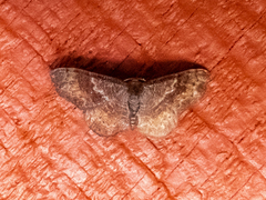 Leptostales rubromarginaria