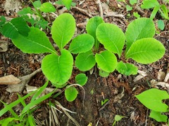 Primula vulgaris rubra