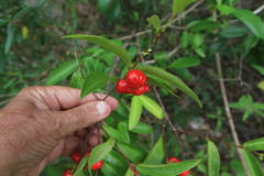 Malpighia urens