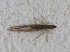 Monaeses paradoxus