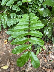 Zanthoxylum integrifoliolum