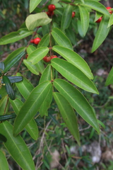 Malpighia urens