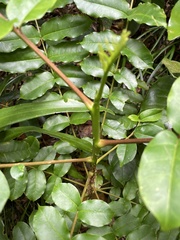 Zanthoxylum integrifoliolum