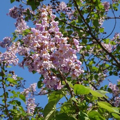 Paulownia tomentosa