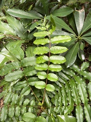 Zanthoxylum integrifoliolum