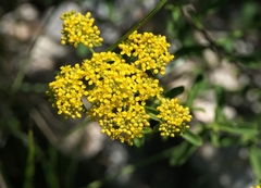 Odontarrhena muralis