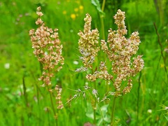 Rumex tuberosus