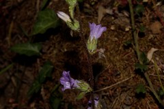 Campanula lyrata