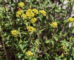 Odontarrhena muralis
