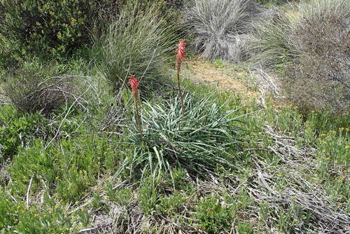 Image of Kniphofia sarmentosa by no rights reserved