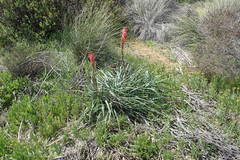 Kniphofia sarmentosa