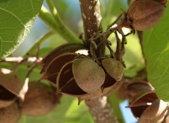 Paulownia tomentosa